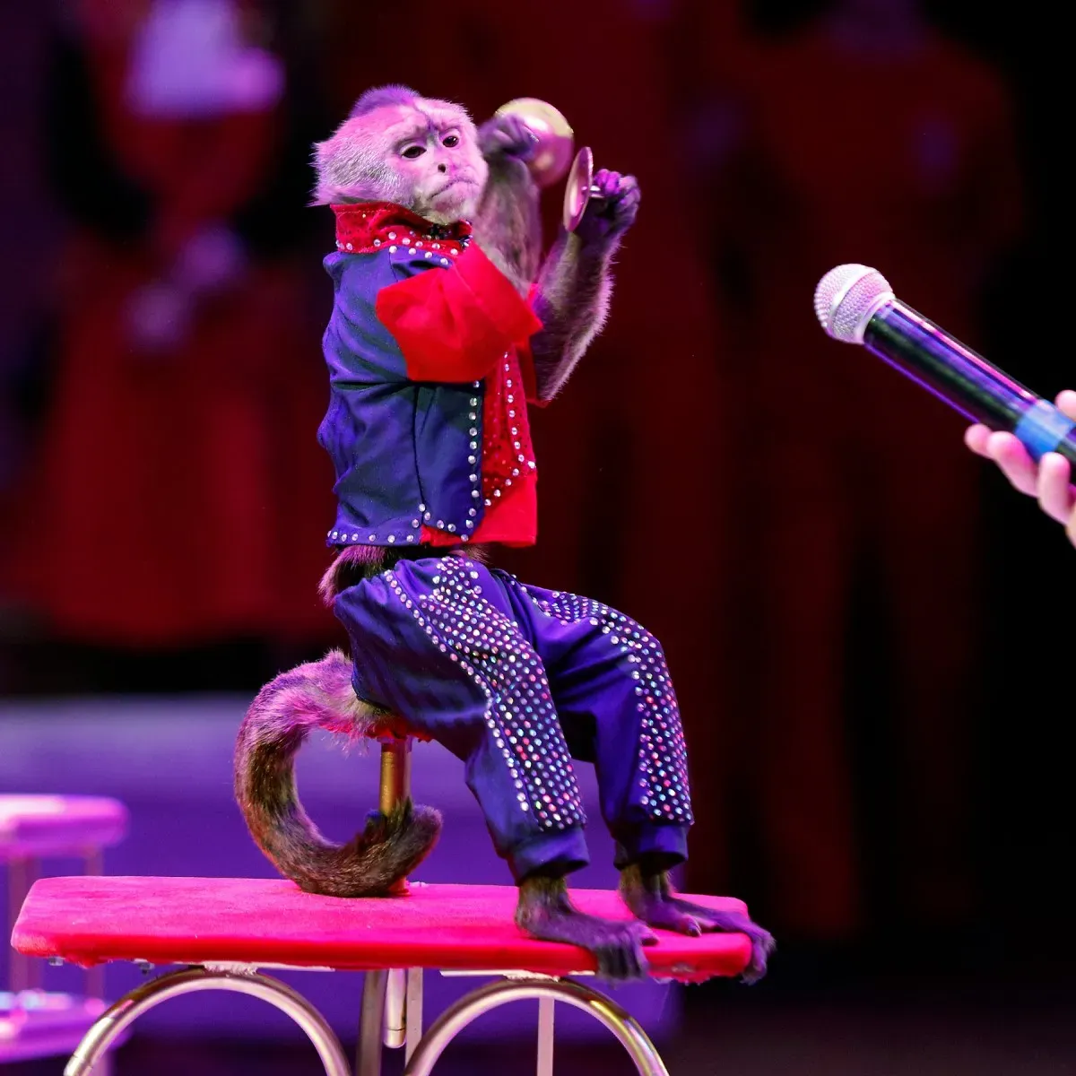 Обезьянка Капуцин